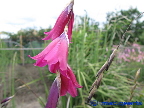 Dierama Blackbird